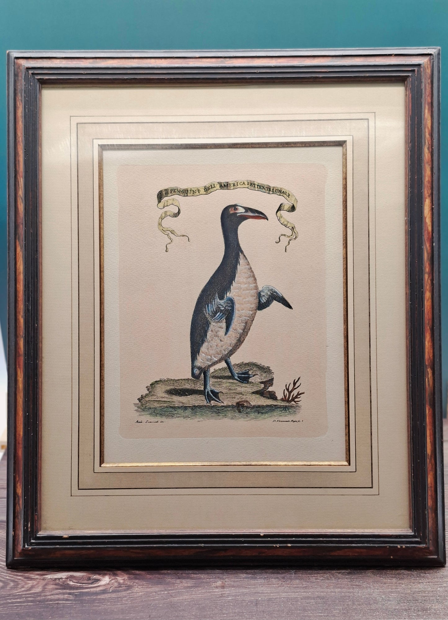 Historische litho van de Reuzenalk