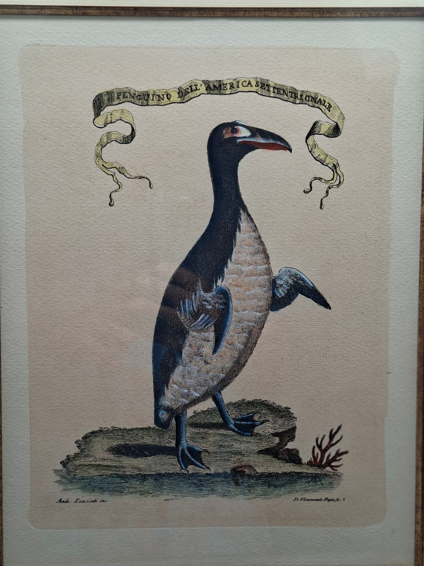 Historische litho van de Reuzenalk