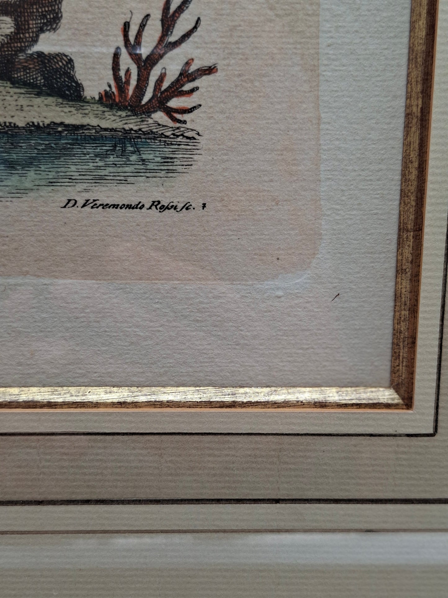 Historische litho van de Reuzenalk