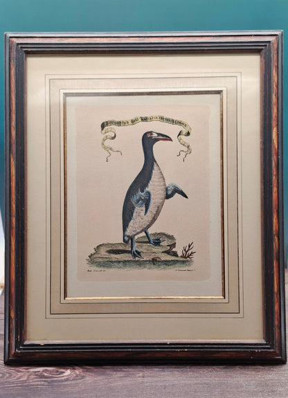 Historische litho van de Reuzenalk