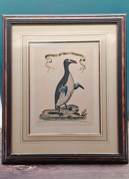 Historische litho van de Reuzenalk